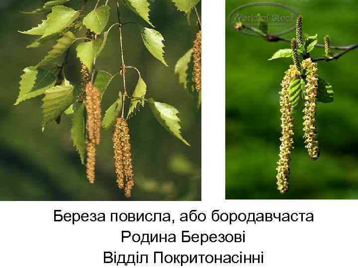 Береза повисла, або бородавчаста Родина Березові Відділ Покритонасінні 