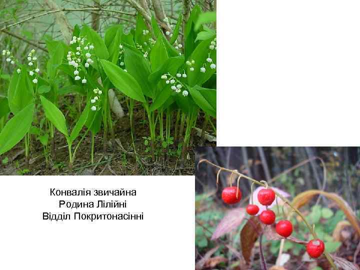 Конвалія звичайна Родина Лілійні Відділ Покритонасінні 