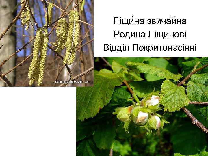 Ліщи на звича йна Родина Ліщинові Відділ Покритонасінні 