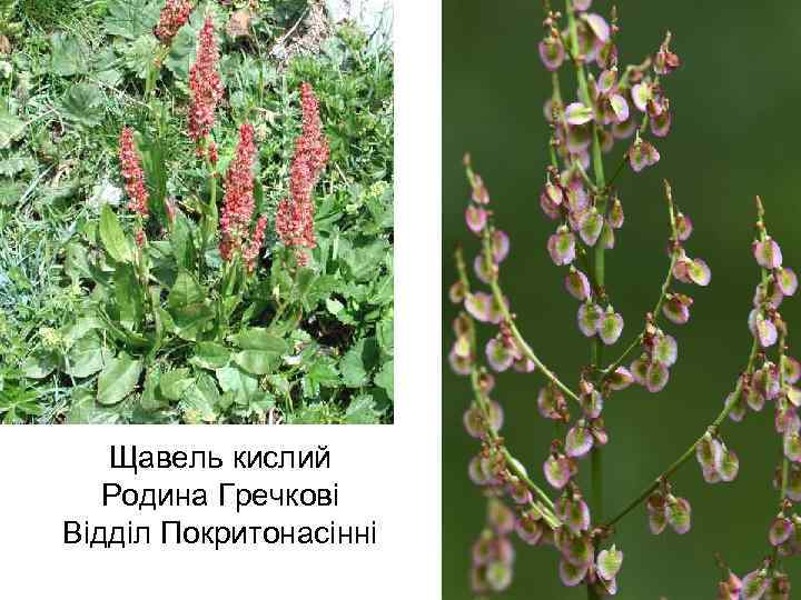 Щавель кислий Родина Гречкові Відділ Покритонасінні 