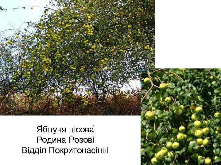 Я блуня лісова Родина Розові Відділ Покритонасінні 