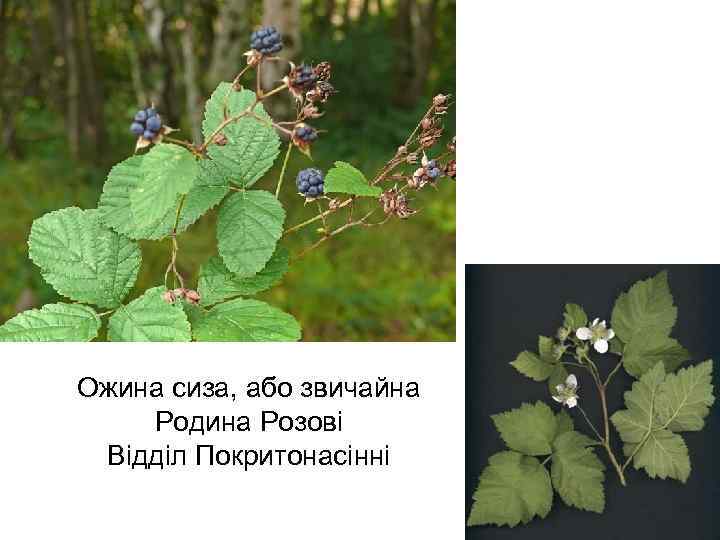 Ожина сиза, або звичайна Родина Розові Відділ Покритонасінні 