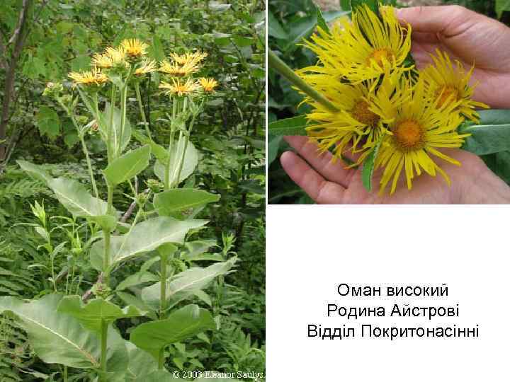 Оман високий Родина Айстрові Відділ Покритонасінні 