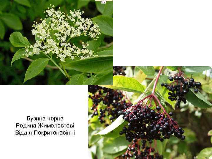 Бузина чорна Родина Жимолостеві Відділ Покритонасінні 