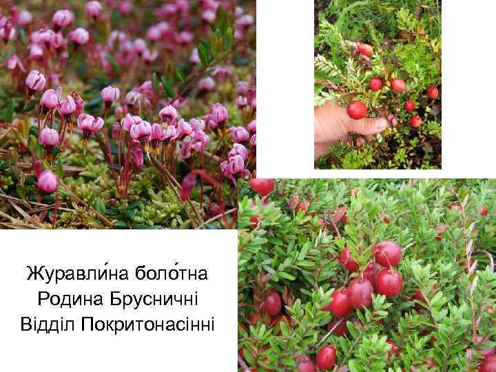 Журавли на боло тна Родина Брусничні Відділ Покритонасінні 