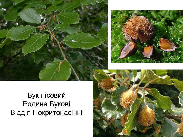 Бук лісовий Родина Букові Відділ Покритонасінні 