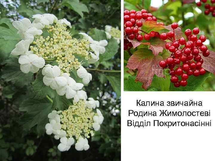 Калина звичайна Родина Жимолостеві Відділ Покритонасінні 