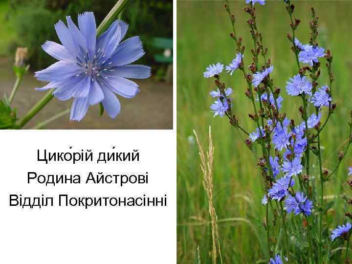 Цико рій ди кий Родина Айстрові Відділ Покритонасінні 