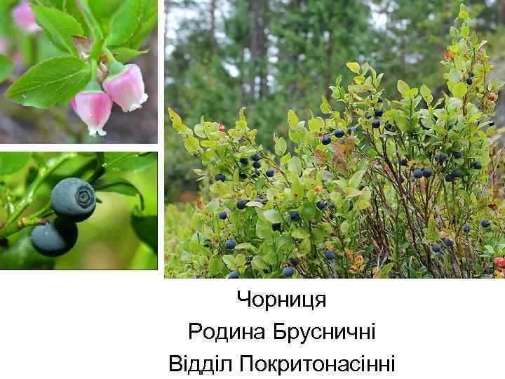 Чорниця Родина Брусничні Відділ Покритонасінні 