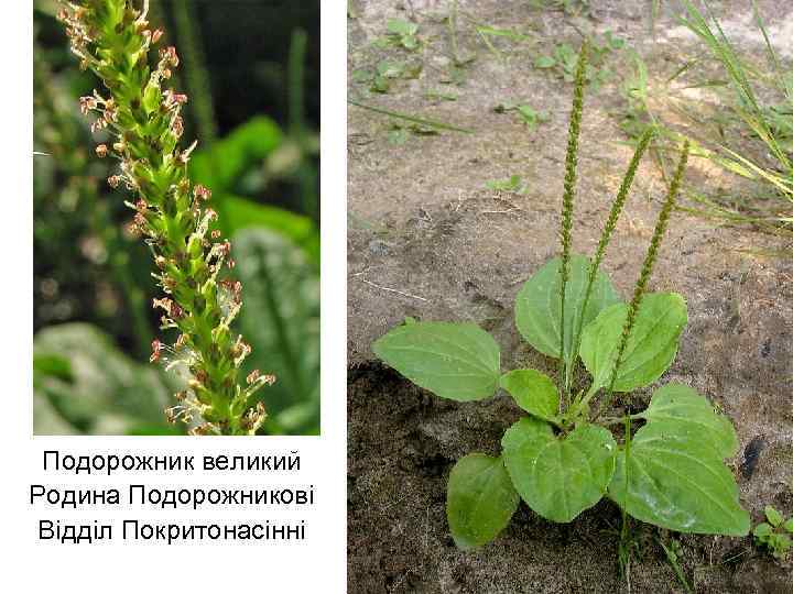Подорожник великий Родина Подорожникові Відділ Покритонасінні 