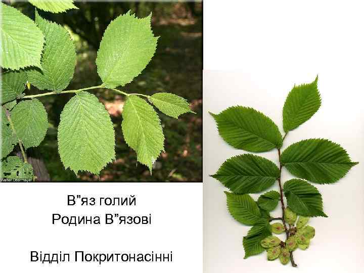 В”яз голий Родина В”язові Відділ Покритонасінні 