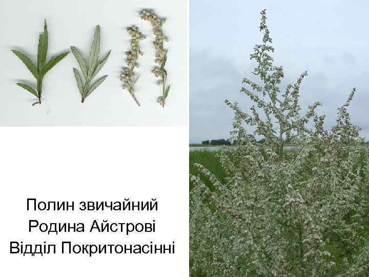 Полин звичайний Родина Айстрові Відділ Покритонасінні 