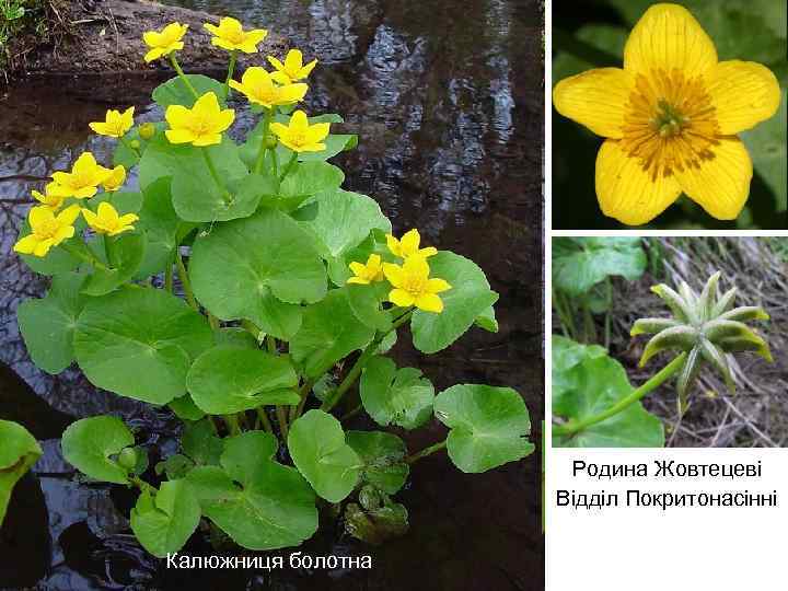 Родина Жовтецеві Відділ Покритонасінні Калюжниця болотна 