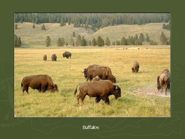 Buffalos 