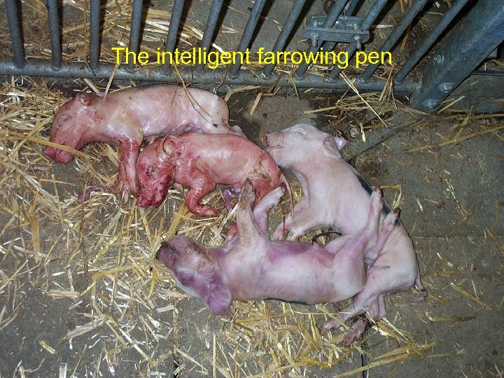 The intelligent farrowing pen 