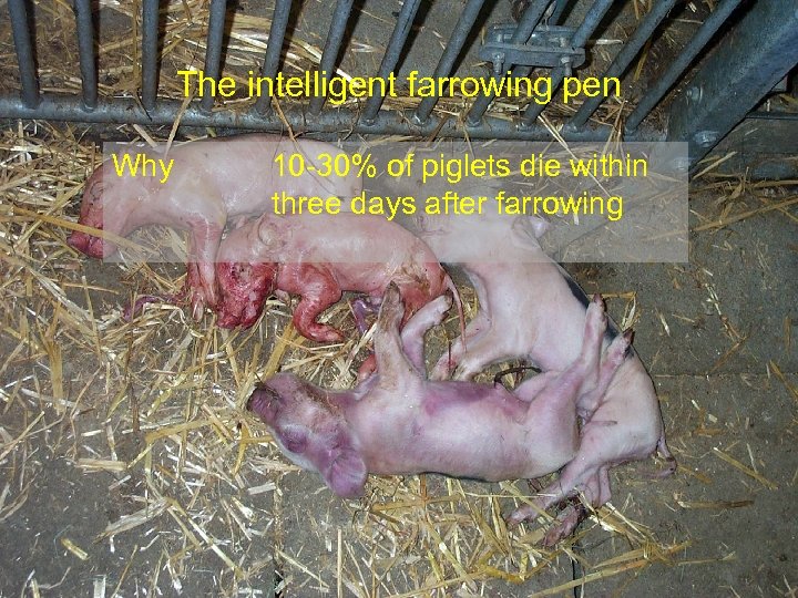 The intelligent farrowing pen Why 10 -30% of piglets die within three days after