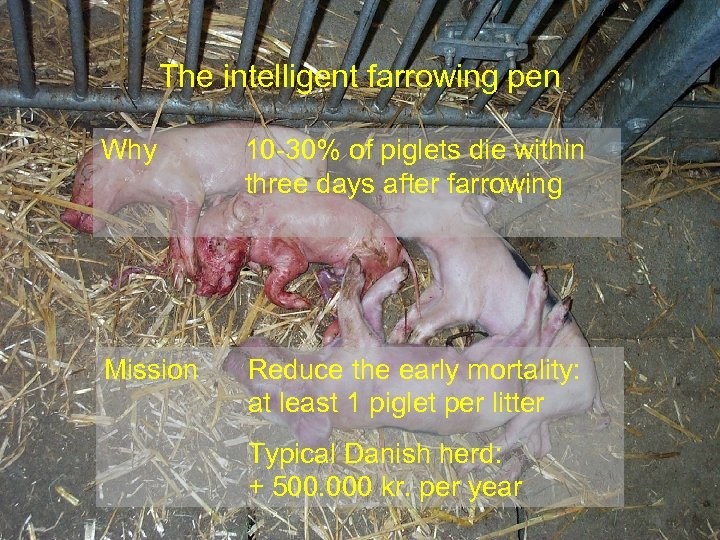 The intelligent farrowing pen Why 10 -30% of piglets die within three days after