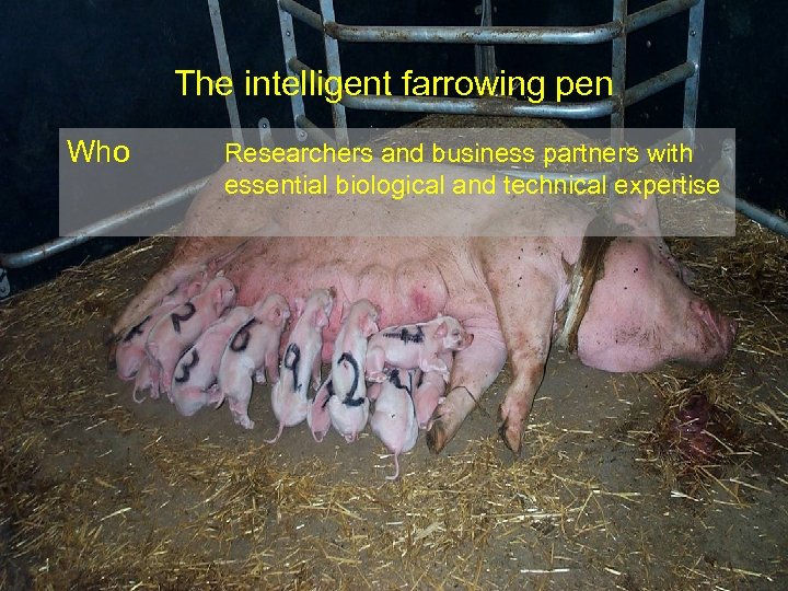 The intelligent farrowing pen Who Researchers and business partners with essential biological and technical