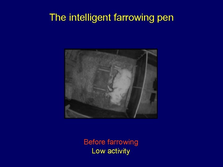 The intelligent farrowing pen Before farrowing Low activity 