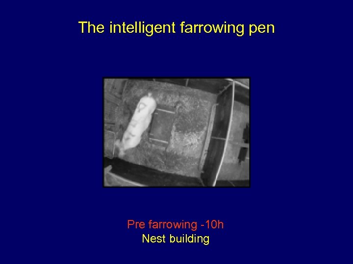 The intelligent farrowing pen Pre farrowing -10 h Nest building 