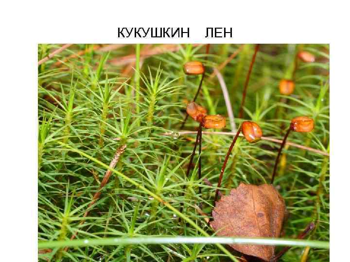 КУКУШКИН ЛЕН 