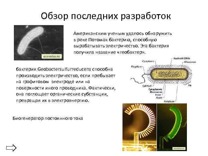 Обзор последних разработок Американским ученым удалось обнаружить в реке Потомак бактерию, способную вырабатывать электричество.