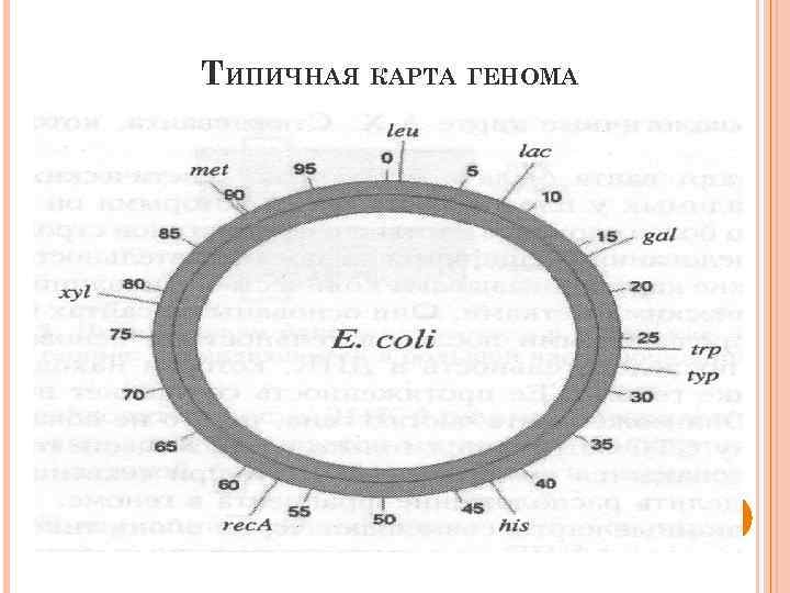 ТИПИЧНАЯ КАРТА ГЕНОМА 