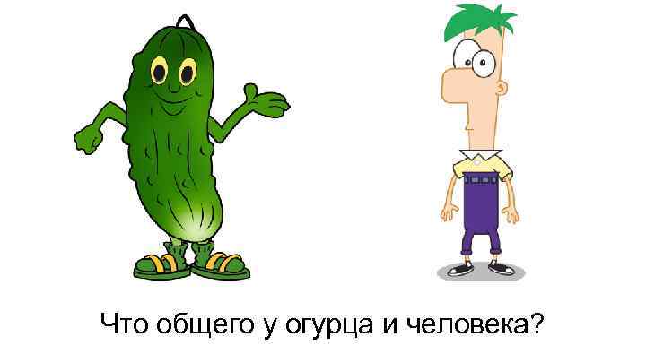 Что общего у огурца и человека? 