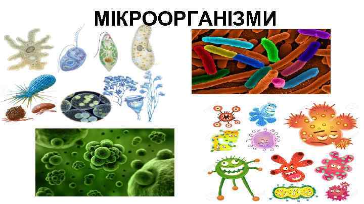 МІКРООРГАНІЗМИ 