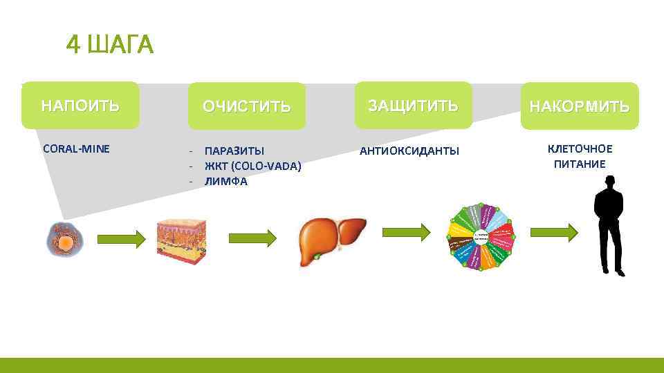 4 ШАГА НАПОИТЬ СORAL-MINE ОЧИСТИТЬ - ПАРАЗИТЫ - ЖКТ (COLO-VADA) - ЛИМФА ЗАЩИТИТЬ АНТИОКСИДАНТЫ