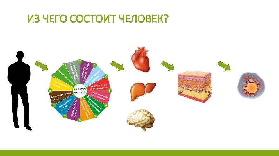 ИЗ ЧЕГО СОСТОИТ ЧЕЛОВЕК? 