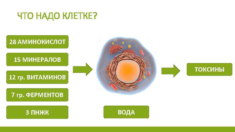 ЧТО НАДО КЛЕТКЕ? 28 АМИНОКИСЛОТ 15 МИНЕРАЛОВ ТОКСИНЫ 12 гр. ВИТАМИНОВ 7 гр. ФЕРМЕНТОВ