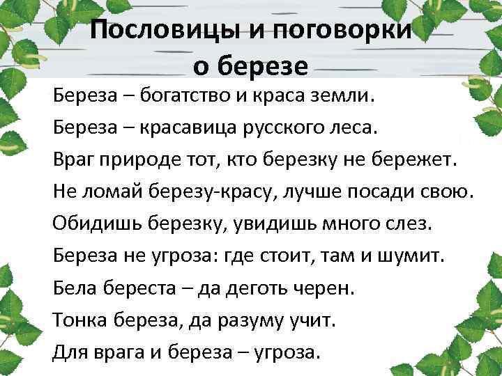 Пословицы и поговорки о березе Береза – богатство и краса земли. Береза – красавица