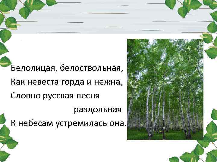 Береза милое русское дерево наблюдая в лесу. Стих Березка белоствольная. Березка нет дерева сердцу милей. Белоствольная береза символ Родины моей стихотворение. Слайд белоствольная береза символ Родины моей.