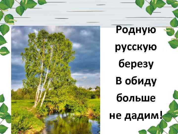 Родную русскую березу В обиду больше не дадим! 