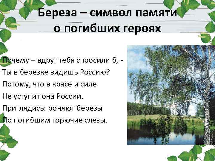 Береза – символ памяти о погибших героях Почему – вдруг тебя спросили б, Ты