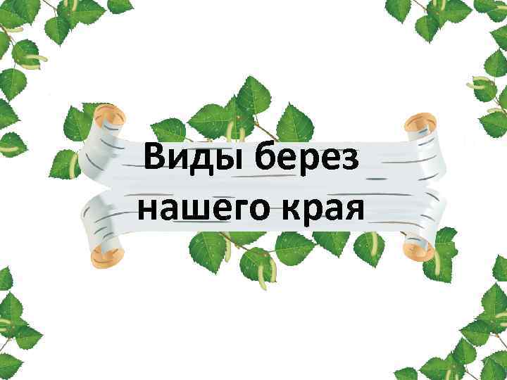 Виды берез нашего края 