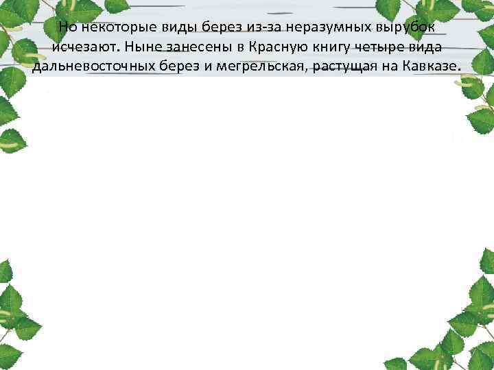 Но некоторые виды берез из-за неразумных вырубок исчезают. Ныне занесены в Красную книгу четыре