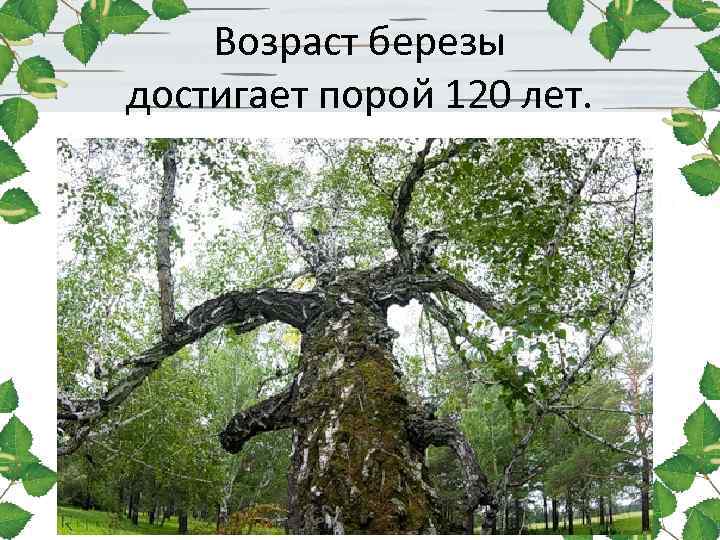 Возраст березы достигает порой 120 лет. 