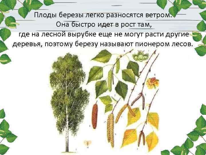 Плоды березы легко разносятся ветром. Она быстро идет в рост там, где на лесной