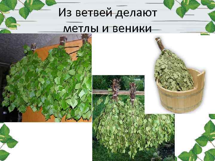 Из ветвей делают метлы и веники 