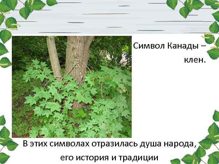 Символ Канады – клен. В этих символах отразилась душа народа, его история и традиции