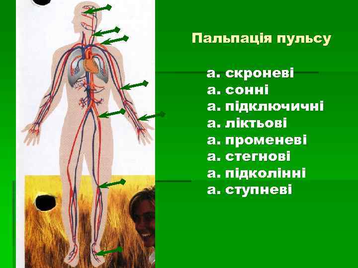 Пальпація пульсу а. скроневі а. сонні а. підключичні а. ліктьові а. променеві а. стегнові