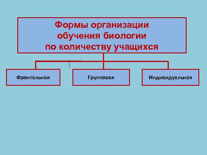 Формы организации обучения биологии по количеству учащихся Фронтальная Групповая Индивидуальная 