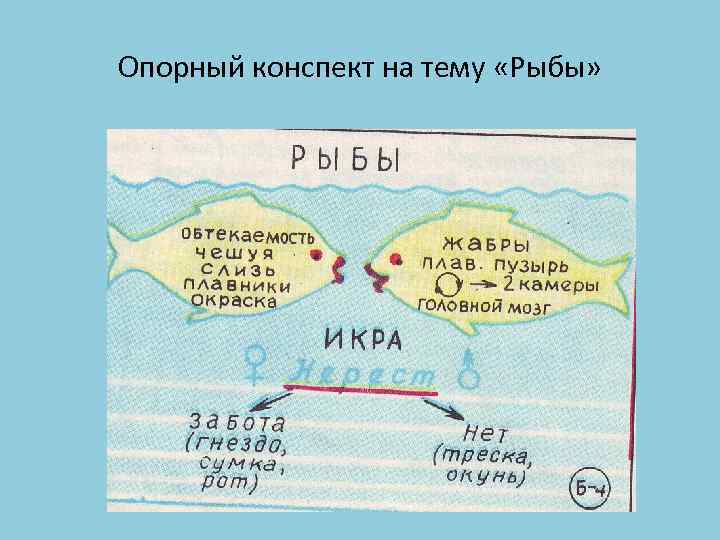 Опорный конспект образец