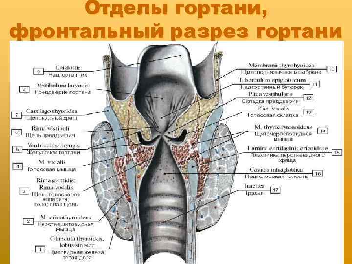 Отделы гортани, фронтальный разрез гортани 