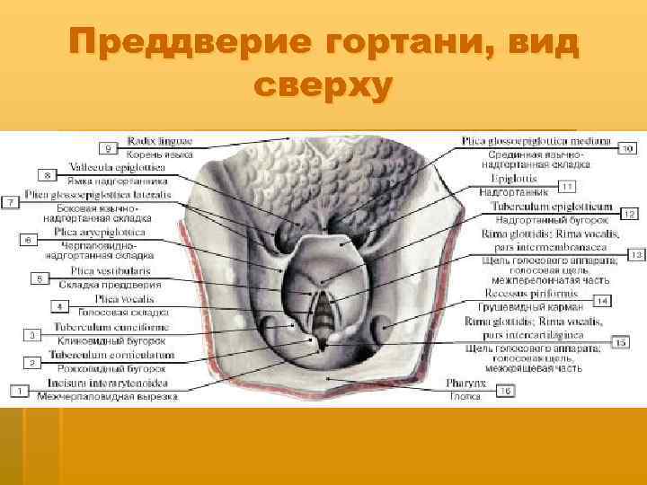 Преддверие гортани, вид сверху 