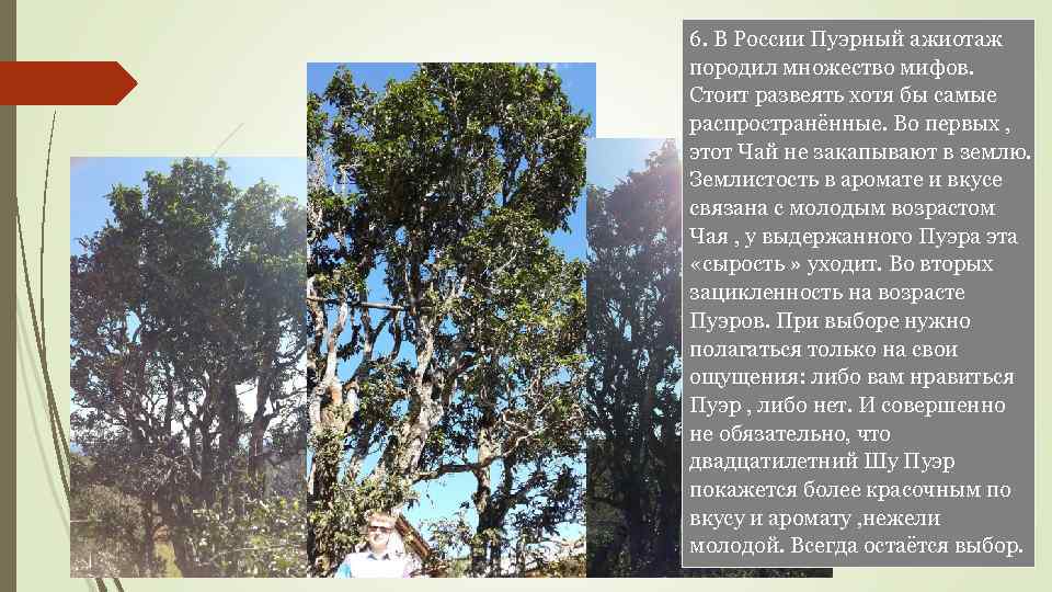 6. В России Пуэрный ажиотаж породил множество мифов. Стоит развеять хотя бы самые распространённые.