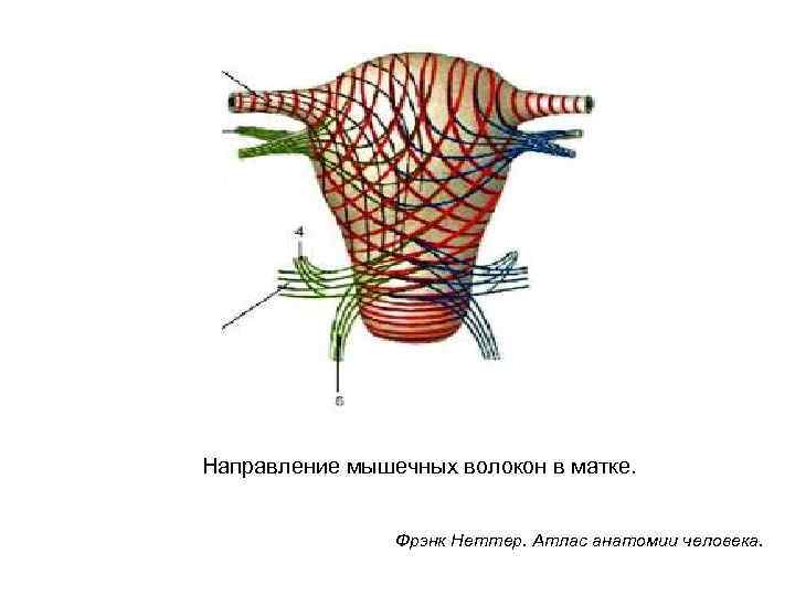 Направление мышечных волокон в матке. Фрэнк Неттер. Атлас анатомии человека. 