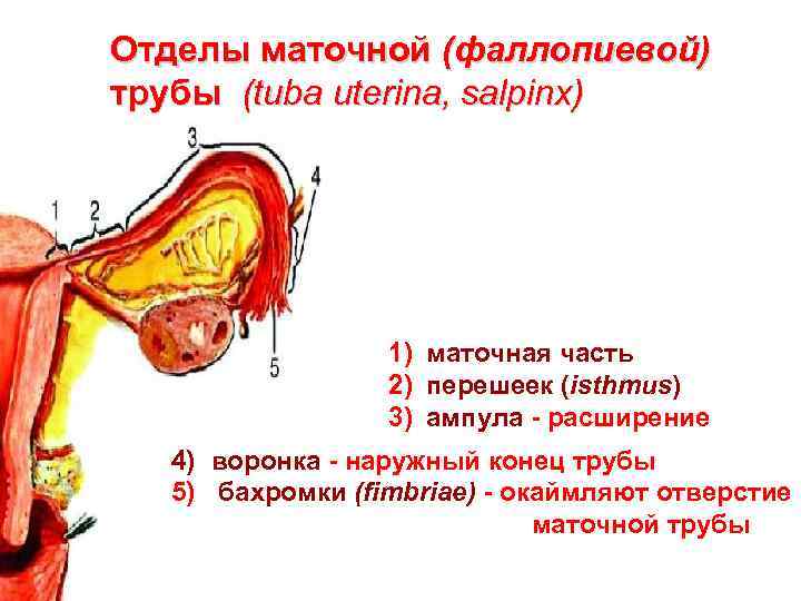 Отделы маточной (фаллопиевой) трубы (tuba uterina, salpinx) 1) маточная часть 2) перешеек (isthmus) 3)